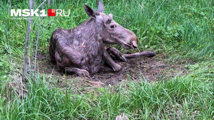 Павловская слобода знакомства